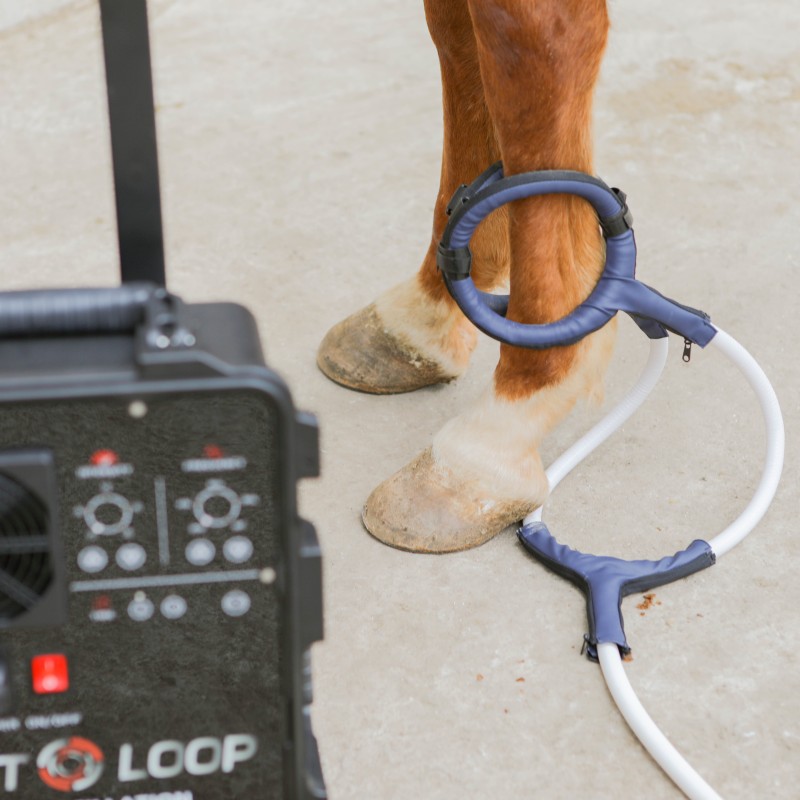 PMST LOOP PEMF Therapy Horse E - огляд і ціна Therapy Health And Wellness