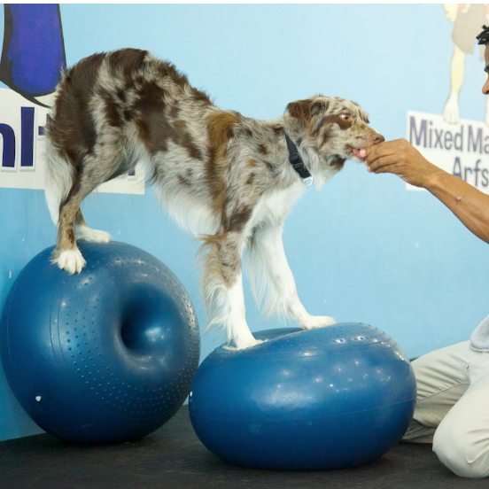 Balance Disc Cushion Dog Balan - огляд і ціна Balance Cushion Disc